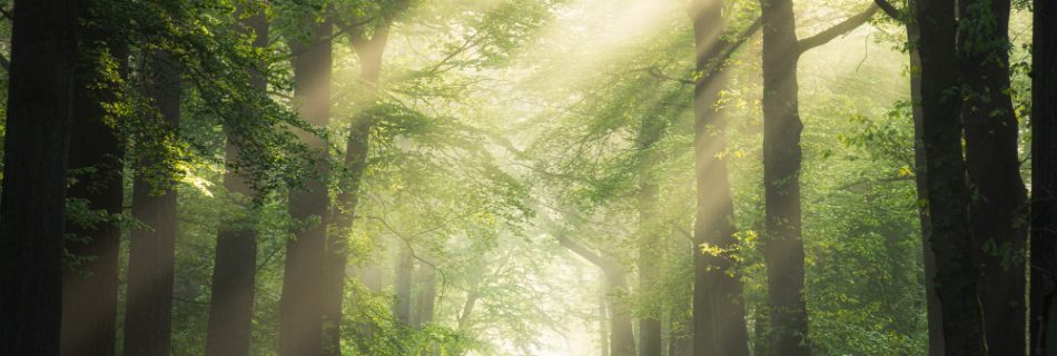 Lush green forest illustrating the vital role and benefits of trees in supporting ecosystems and combating climate change and supporting Environmental Restoration