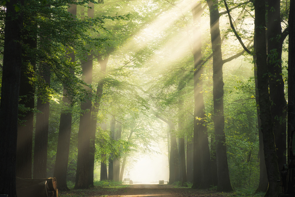 Lush green forest illustrating the vital role and benefits of trees in supporting ecosystems and combating climate change and supporting Environmental Restoration